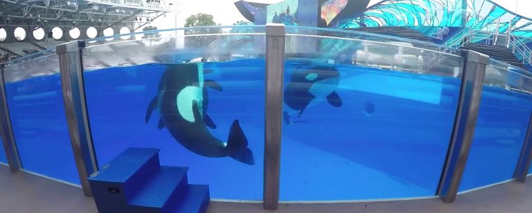 SeaWorld Vacation Review - SeaWorld, Orlando Florida - Flipped Lifestyle